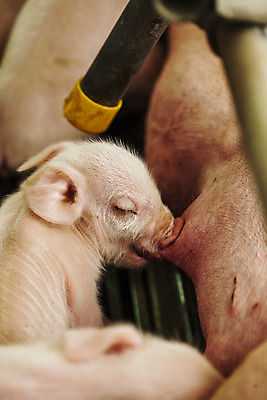 포토 JPG 한마리 새끼 사람없음 아웃포커스 돼지 축산업 충청남도 먹기 축사 논산 국내포토 동물 1 건축물 산업 포유류 모션 촬영기법 충청도 파일형식