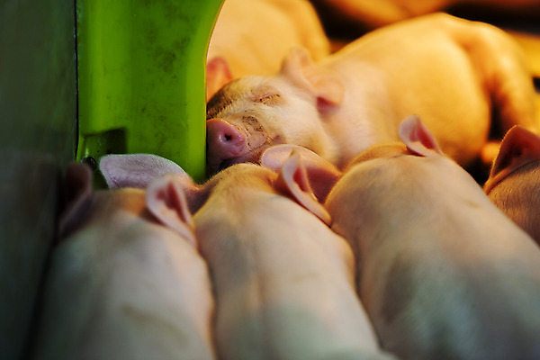 포토 JPG 새끼 여러마리 사람없음 아웃포커스 돼지 축산업 충청남도 축사 논산 국내포토 동물 건축물 산업 다수 포유류 촬영기법 충청도 파일형식