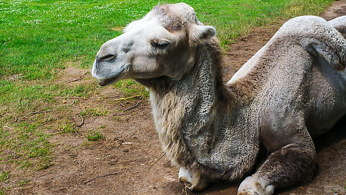 포토 JPG 해외이미지 동물 무료이미지 1 아시아 얼굴 야생동물 모래 여행 백그라운드 포유류 교통시설 아프리카 자연 하늘 초식동물 생물 건조 털 동물원 풍경 사람없음 야외 초록색 여름 농장 갈색 머리 사막 낙타 동쪽 모로코 혹 사하라 내추럴 단봉낙타 동물상 해외202105 해외포토 계절 나라 컬러 교통 농업 신체부위 조형물 방향 시설 생태계 파일형식 무료콘텐츠