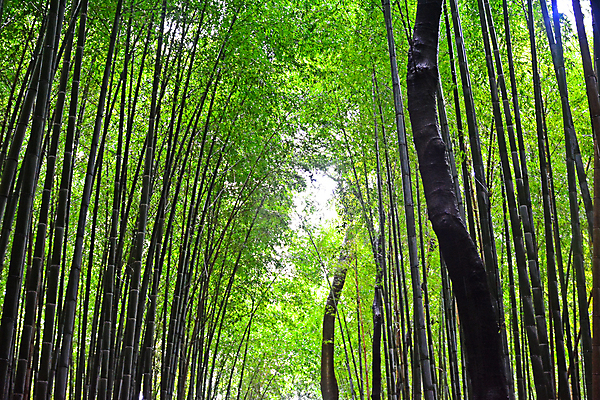 포토 JPG 해외이미지 식물 무료이미지 공원 아시아 선 여행 백그라운드 잎 자연 풍경 사람없음 야외 초록색 갈색 환경 정원 일본 숲 큼 배열 대나무 서식 내추럴 교토 해외202105 해외포토 나무 공공시설 나라 컬러 크기 생태계 파일형식 무료콘텐츠