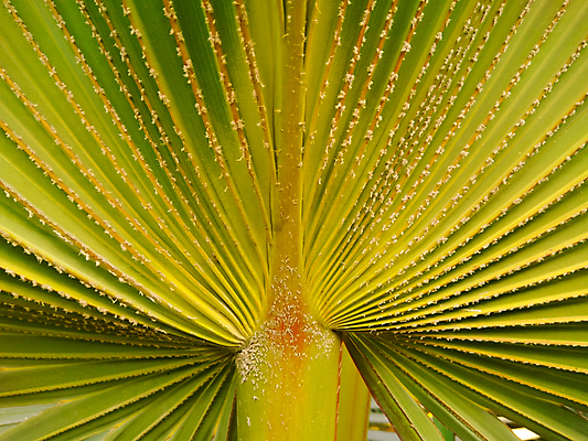 포토 JPG 해외이미지 나무 식물 무료이미지 아이콘 디자인 계절 백그라운드 잎 꽃무늬 패턴 일러스트 자연 추상 바나나 손바닥 미술 사람없음 장식 초록색 여름 세트 정원 봄 수확 성장 흰색 나뭇가지 숲 인쇄 수집 오브젝트 에코 유기농 질감 하와이 내추럴 고립 엘리먼트 이국적 파라다이스 해외202105 해외포토 손 웰빙 꽃 컬러 무늬 농업 과일 문화예술 환경 미국 생태계 파일형식 무료콘텐츠