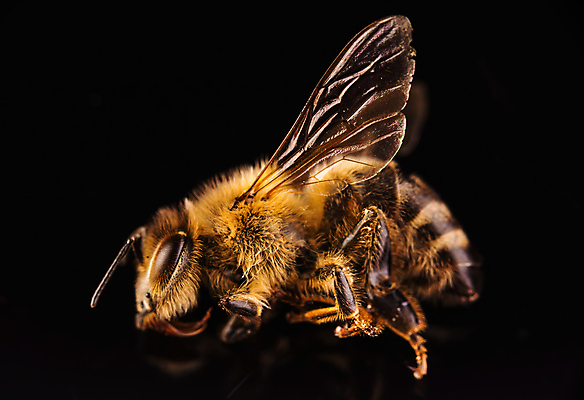 포토 JPG 해외이미지 동물 무료이미지 곤충 백그라운드 자연 사람없음 노란색 꿀벌 벌 꽃가루 양봉 카피스페이스 해외202105 해외포토 컬러 공백 벌_곤충 가루 생태계 파일형식 무료콘텐츠