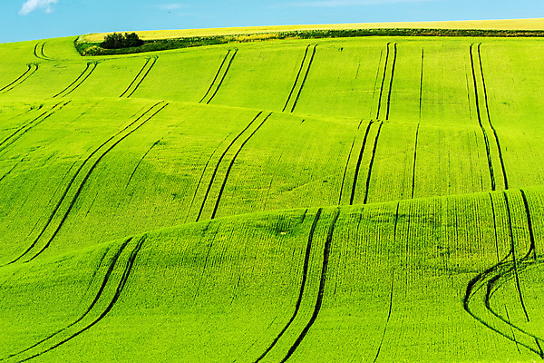 포토 JPG 해외이미지 무료이미지 유럽 백그라운드 잎 밭 농업 벽지 풍경 초원 사람없음 초록색 농장 농경지 환경 계곡 봄 이탈리아 시골 밀 언덕 웨이브 보리 체코 모라비아 해외202105 해외포토 식물 계절 나라 산업 컬러 곡류 파일형식