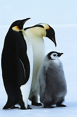 포토 JPG 해외이미지 전신 무료이미지 야생동물 새끼 자연 조류 함께함 서기 사람없음 야외 옆모습 부모 남극 펭귄 돌봄 해외202105 해외포토 동물 뷰포인트 컨셉 가족 모션 극지방 생태계 파일형식