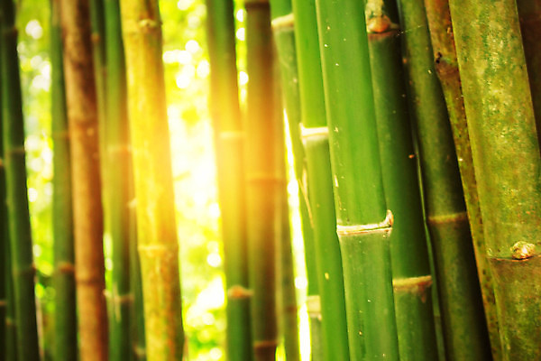 포토 JPG 해외이미지 나무 식물 무료이미지 아시아 길 선 여행 백그라운드 잎 겨울 태국 자연 휴가 풍경 사람없음 초록색 여름 햇빛 정원 일본 가을 흰색 숲 열대우림 대나무 내추럴 해외202105 해외포토 계절 나라 컬러 태양 생태계 파일형식 무료콘텐츠