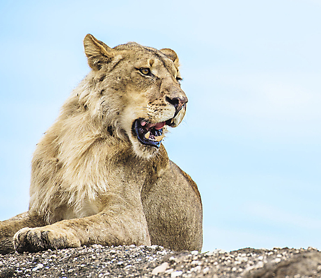 포토 JPG 해외이미지 주간 한마리 야생동물 포유류 하늘 앉기 사람없음 야외 육식동물 암사자 해외202105 해외포토 자연요소 동물 1 모션 사자 암컷 파일형식