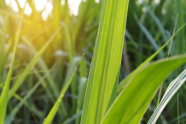 포토 JPG 해외이미지 식물 무료이미지 계절 아시아 음식 백그라운드 잎 밭 농업 자연 하늘 풍경 사람없음 야외 초록색 태양 농장 환경 봄 수확 성장 신선 땅 내추럴 해외202105 해외포토 자연요소 나라 산업 컬러 생태계 파일형식