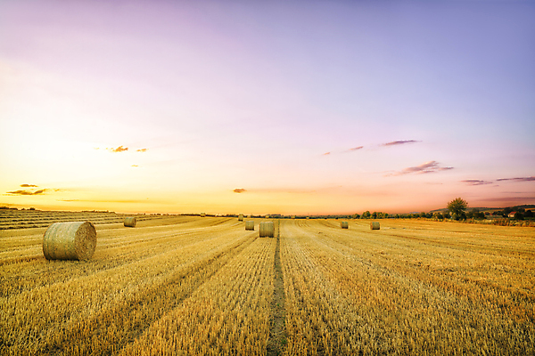 포토 JPG 해외이미지 나무 식물 무료이미지 계절 잎 벤치 자연 아침 날씨 휴가 휴식 그림자 풍경 초원 사람없음 야외 목재 물 여름 빛 강 햇빛 태양 노란색 평화 환경 맑음 침묵 일몰 안개 광선 바위 시골 볏짚 저녁 숲 뿌리 땅바닥 해외202105 해외포토 주간 자연요소 컬러 컨셉 의자 재료 바닥 노을 소리 돌_바위 짚 야간 생태계 파일형식
