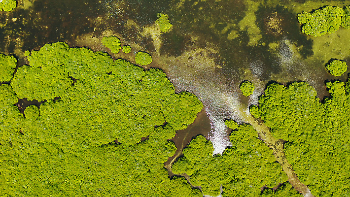 포토 JPG 해외이미지 나무 식물 무료이미지 아시아 야생동물 바다 섬 여행 백그라운드 잎 자연 휴가 풍경 사람없음 야외 목재 초록색 물 여름 강 환경 침묵 나뭇가지 황무지 보호 숲 열대우림 생태계 뿌리 내추럴 조감도 해외202105 해외포토 자연요소 동물 계절 나라 컬러 컨셉 재료 소리 파일형식