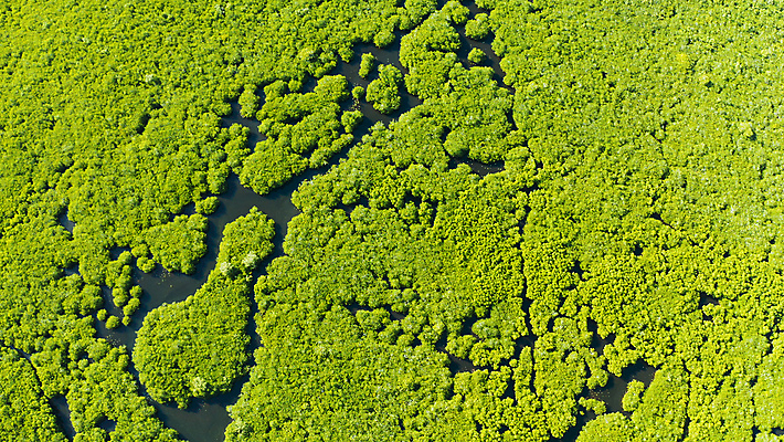 포토 JPG 해외이미지 나무 식물 무료이미지 아시아 야생동물 바다 섬 여행 백그라운드 잎 자연 휴가 풍경 사람없음 야외 목재 초록색 물 여름 강 환경 침묵 나뭇가지 황무지 보호 숲 열대우림 생태계 뿌리 내추럴 조감도 해외202105 해외포토 자연요소 동물 계절 나라 컬러 컨셉 재료 소리 파일형식
