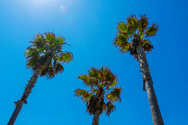 포토 JPG 해외이미지 나무 식물 구름 무료이미지 바다 여행 백그라운드 잎 자연 벽지 하늘 추상 휴가 휴식 천사 따뜻함 손바닥 풍경 사람없음 야외 초록색 물 여름 파란색 햇빛 태양 맑음 봄 뜨거움 복고 캘리포니아 장면 코코넛 남쪽 내추럴 로스앤젤레스 이국적 파라다이스 해외202105 해외포토 자연요소 손 계절 컬러 컨셉 무늬 과일 날씨 미국 방향 생태계 파일형식 무료콘텐츠