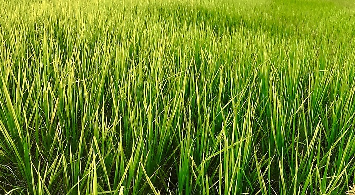 포토 JPG 해외이미지 식물 구름 무료이미지 계절 아시아 음식 백그라운드 농업 오렌지 태국 자연 하늘 밥 풍경 초원 사람없음 야외 초록색 여름 햇빛 태양 농장 일출 환경 일몰 시골 신선 저녁 땅 내추럴 논밭 밭일 해외202105 해외포토 자연요소 나라 산업 컬러 밭 과일 논 노을 야간 생태계 파일형식