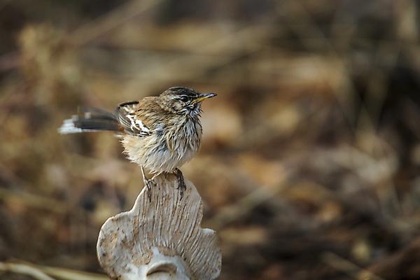 포토 JPG 해외이미지 동물 무료이미지 야생동물 아프리카 자연 조류 국립공원 사람없음 가로 관광지 보호 사파리 깃털 몸단장 남아프리카 보츠와나 보호구역 해외202105 해외포토 공원 나라 여행 컨셉 생태계 구역 파일형식 무료콘텐츠