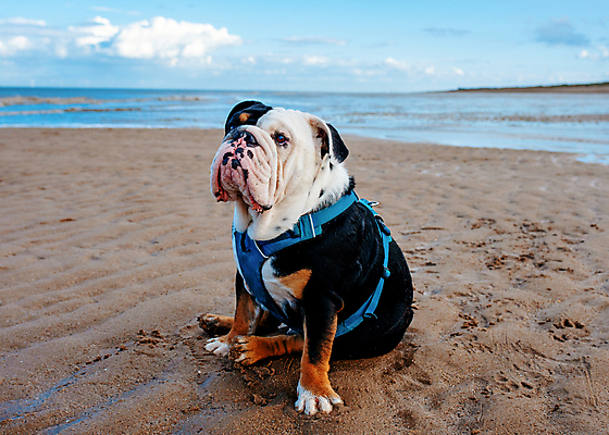 포토 JPG 해외이미지 동물 무료이미지 행복 얼굴 생각 포유류 사랑 사람없음 야외 반려동물 갈색 머리 검은색 개 작음 불독 송곳니 프랑스어 기르기 마스티프 해외202105 해외포토 문자 감정 컬러 신체부위 치아 크기 돌봄 파일형식