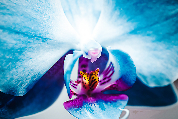 포토 JPG 해외이미지 하늘색 근접촬영 사람없음 호접란 해외포토 꽃 뷰포인트 파란색 파일형식