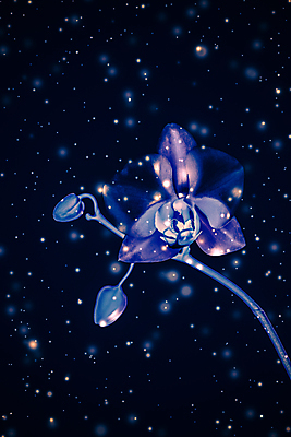 포토 JPG 해외이미지 사람없음 검은색 호접란 빛망울 해외포토 꽃 컬러 빛 파일형식