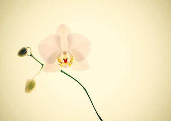 포토 JPG 해외이미지 사람없음 호접란 노란배경 해외포토 꽃 백그라운드 노란색 파일형식