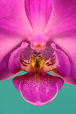 포토 JPG 해외이미지 근접촬영 사람없음 호접란 초록배경 해외포토 꽃 뷰포인트 백그라운드 초록색 파일형식