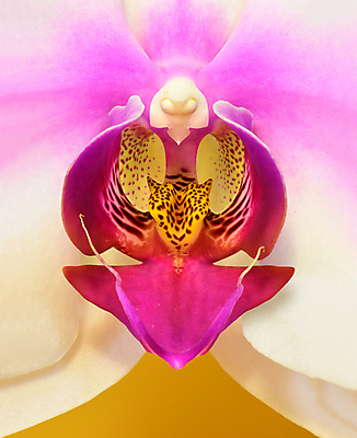 포토 JPG 해외이미지 근접촬영 사람없음 호접란 노란배경 해외포토 꽃 뷰포인트 백그라운드 노란색 파일형식