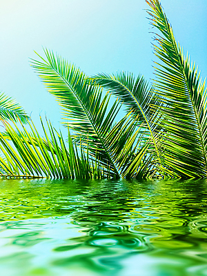 포토 JPG 해외이미지 식물 하늘 사람없음 물 반사 야자수잎 해외포토 자연요소 잎 파일형식
