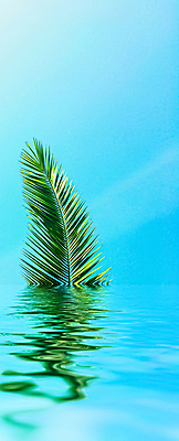 포토 JPG 해외이미지 식물 하늘 사람없음 물 반사 야자수잎 해외포토 자연요소 잎 파일형식