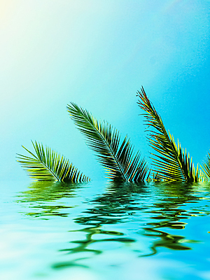 포토 JPG 해외이미지 식물 하늘 사람없음 물 반사 야자수잎 해외포토 자연요소 잎 파일형식