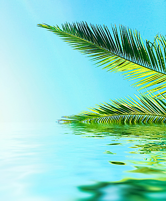 포토 JPG 해외이미지 식물 하늘 사람없음 물 반사 야자수잎 해외포토 자연요소 잎 파일형식