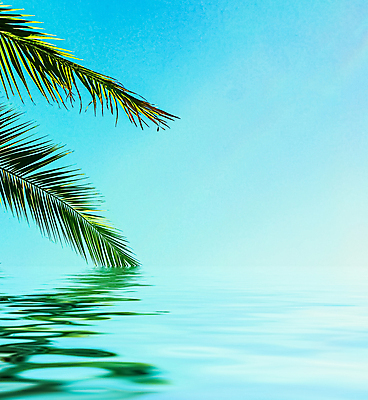 포토 JPG 해외이미지 식물 하늘 사람없음 물 반사 야자수잎 해외포토 자연요소 잎 파일형식