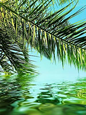 포토 JPG 해외이미지 식물 하늘 사람없음 물 반사 야자수잎 해외포토 자연요소 잎 파일형식
