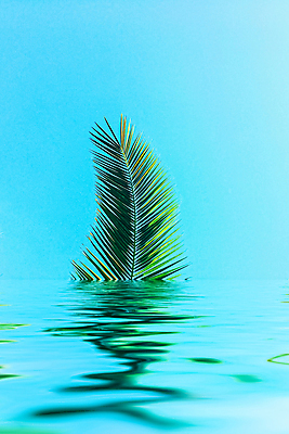 포토 JPG 해외이미지 식물 하늘 사람없음 물 반사 야자수잎 해외포토 자연요소 잎 파일형식