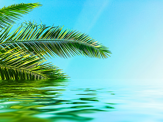포토 JPG 해외이미지 식물 하늘 사람없음 물 반사 야자수잎 해외포토 자연요소 잎 파일형식