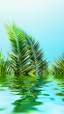 포토 JPG 해외이미지 식물 하늘 사람없음 물 반사 야자수잎 해외포토 자연요소 잎 파일형식