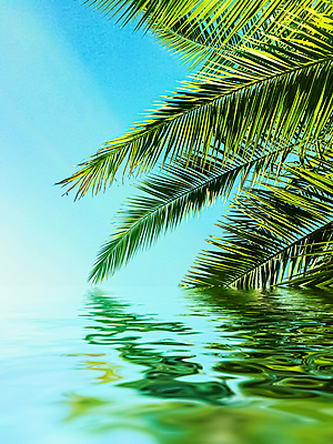 포토 JPG 해외이미지 식물 하늘 사람없음 물 반사 야자수잎 해외포토 자연요소 잎 파일형식