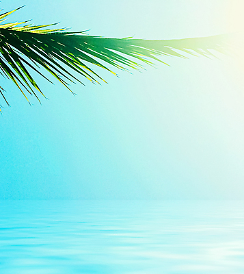 포토 JPG 해외이미지 식물 하늘 사람없음 물 야자수잎 해외포토 자연요소 잎 파일형식