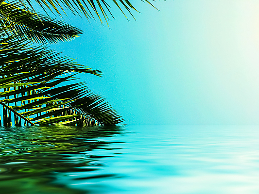 포토 JPG 해외이미지 식물 하늘 사람없음 물 반사 야자수잎 해외포토 자연요소 잎 파일형식