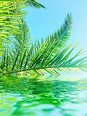 포토 JPG 해외이미지 식물 하늘 사람없음 물 반사 야자수잎 해외포토 자연요소 잎 파일형식