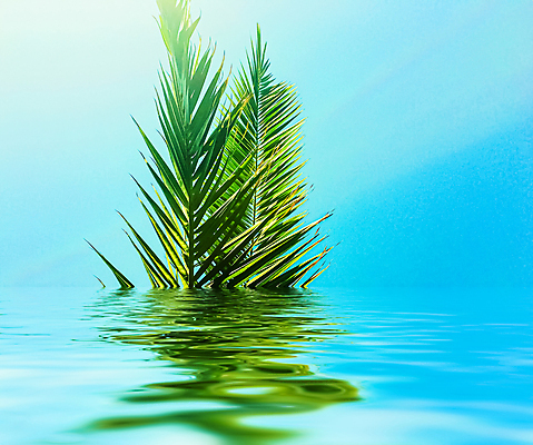 포토 JPG 해외이미지 식물 하늘 사람없음 물 반사 야자수잎 해외포토 자연요소 잎 파일형식