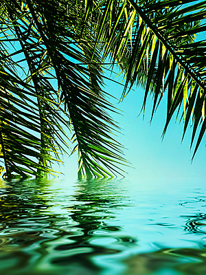 포토 JPG 해외이미지 식물 하늘 사람없음 물 반사 야자수잎 해외포토 자연요소 잎 파일형식