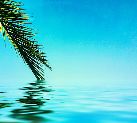 포토 JPG 해외이미지 식물 하늘 사람없음 물 반사 야자수잎 해외포토 자연요소 잎 파일형식