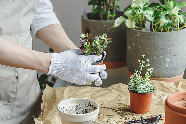 포토 JPG 손 남자 화분 화초 맨라이프 실내 한명 들기 상반신 성인 취미 옆모습 30대 앞치마 한국인 분갈이 싱글라이프 성인남자한명만 홈가드닝 반려식물 국내포토 식물 1 라이프스타일 뷰포인트 모션 사람 동양인 내부 신체부위 장년 원예 남자한명만 성인남자만 파일형식