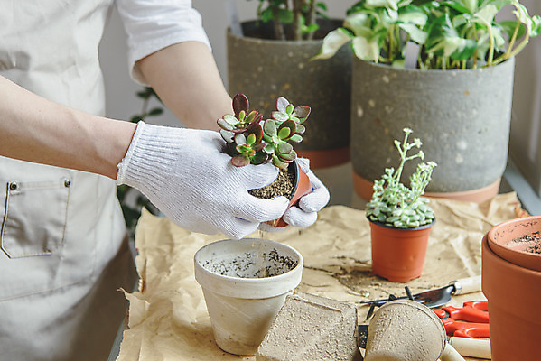 포토 JPG 손 남자 화분 화초 맨라이프 실내 한명 들기 상반신 성인 취미 옆모습 30대 앞치마 한국인 분갈이 싱글라이프 성인남자한명만 홈가드닝 반려식물 국내포토 식물 1 라이프스타일 뷰포인트 모션 사람 동양인 내부 신체부위 장년 원예 남자한명만 성인남자만 파일형식