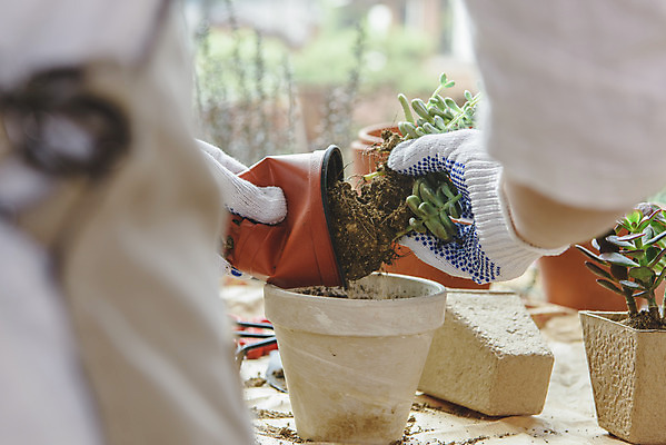 포토 JPG 손 남자 화분 화초 맨라이프 실내 한명 들기 상반신 성인 취미 뒷모습 30대 앞치마 한국인 소프트포커스 분갈이 싱글라이프 성인남자한명만 홈가드닝 반려식물 국내포토 식물 1 라이프스타일 뷰포인트 모션 촬영기법 사람 동양인 내부 신체부위 장년 원예 남자한명만 성인남자만 파일형식