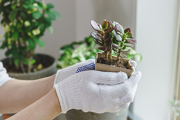 포토 JPG 손 화분 화초 맨라이프 실내 들기 취미 신체부위 싱글라이프 홈가드닝 반려식물 국내포토 식물 라이프스타일 남자 모션 사람 내부 원예 파일형식