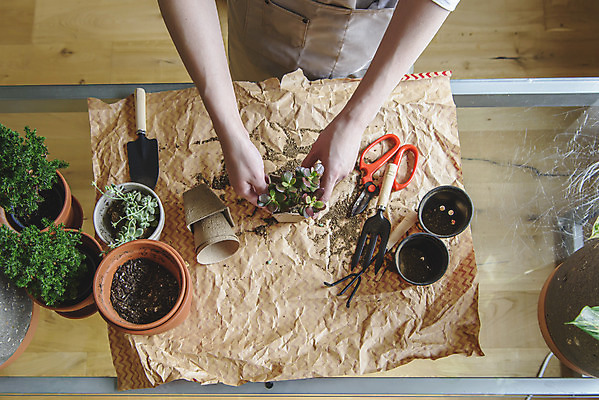 포토 JPG 손 남자 화분 화초 맨라이프 실내 한명 들기 상반신 성인 취미 앞모습 30대 하이앵글 앞치마 한국인 분갈이 싱글라이프 성인남자한명만 홈가드닝 반려식물 국내포토 식물 1 라이프스타일 뷰포인트 모션 사람 동양인 내부 신체부위 장년 원예 남자한명만 성인남자만 파일형식
