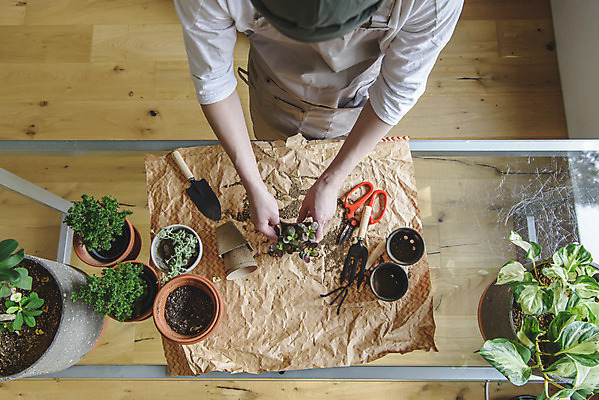 포토 JPG 남자 화분 화초 맨라이프 실내 한명 들기 상반신 성인 취미 앞모습 30대 하이앵글 앞치마 한국인 분갈이 싱글라이프 성인남자한명만 홈가드닝 반려식물 국내포토 식물 1 라이프스타일 뷰포인트 모션 사람 동양인 내부 장년 원예 남자한명만 성인남자만 파일형식