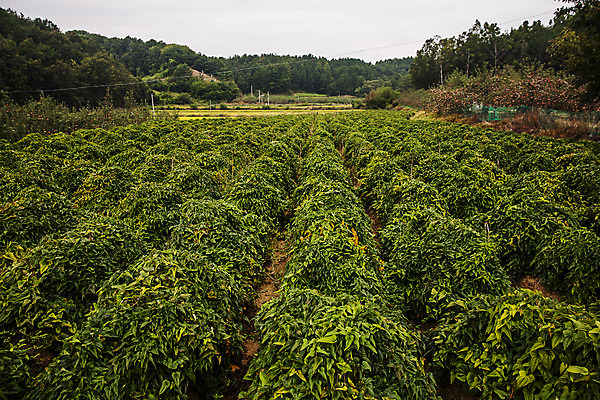 포토 JPG 주간 밭 사람없음 야외 경상북도 특산물 마 안동 국내포토 자연요소 농업 채소 경상도 파일형식