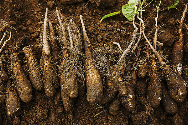 포토 JPG 주간 사람없음 야외 흙 수확 경상북도 특산물 마 안동 국내포토 자연요소 농업 채소 경상도 파일형식