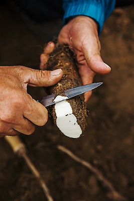 포토 JPG 주간 손 들기 야외 아웃포커스 신체부위 칼 경상북도 특산물 마 안동 깎기 국내포토 자연요소 채소 모션 촬영기법 사람 경상도 파일형식