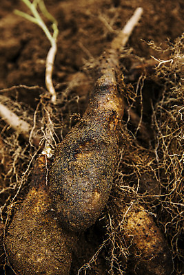 포토 JPG 주간 근접촬영 사람없음 야외 아웃포커스 흙 수확 경상북도 특산물 뿌리 마 안동 국내포토 자연요소 뷰포인트 농업 채소 촬영기법 경상도 파일형식