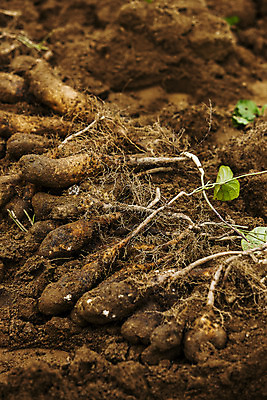 포토 JPG 주간 사람없음 야외 흙 수확 경상북도 특산물 마 안동 국내포토 자연요소 농업 채소 경상도 파일형식